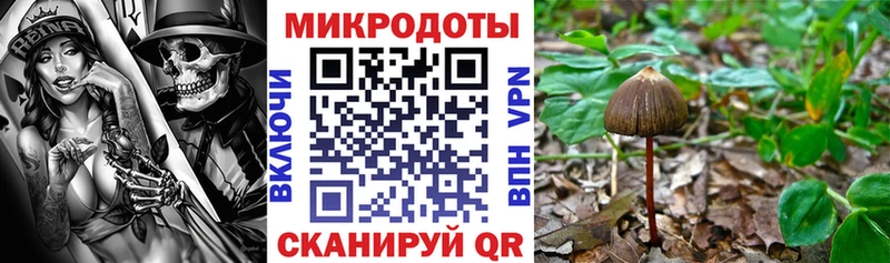закладка  Новосибирск  Псилоцибиновые грибы Cubensis 